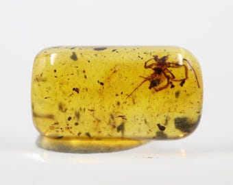 Cylindrical Amber with a Spider Insect NOT DRILLED trapped for Million Years | Fossil Inclusion in Baltic Amber | Certified Baltic Amber