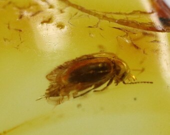 Amber With Rare Bug Insect Trapped for Million Years