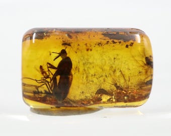 Cylindrical Amber with 3 Insects NOT DRILLED trapped for Million Years | Fossil Inclusion in Baltic Amber Stone | Certified Baltic Amber