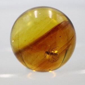 May include: A round piece of amber with a small insect trapped inside. The amber is a light yellow colour and the insect is dark brown.