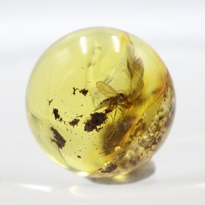 May include: A round, yellow amber sphere with a small insect trapped inside. The insect is brown and has wings. The amber is translucent and has a few small air bubbles.