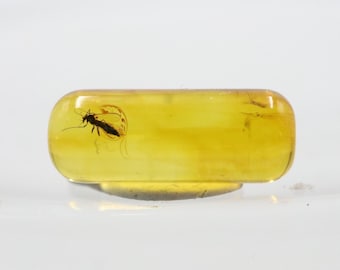Cylindrical Amber with an Insect NOT DRILLED trapped for Million Years | Fossil Inclusion in Baltic Amber Stone | Certified Baltic Amber