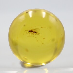 May include: A small, fossilised insect encased in a round, yellow amber stone.