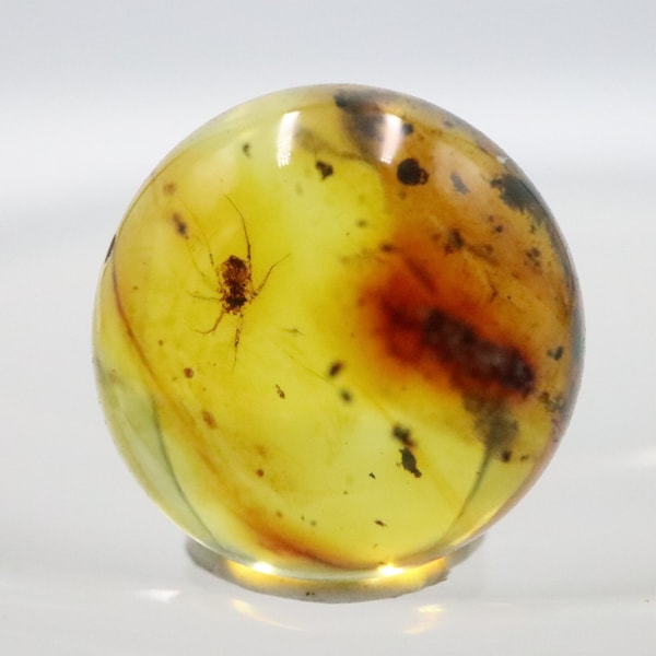 Amber Bead 13.7 mm Sphere with Rare Spider Insect trapped for Million Years | Fossil Inclusion Baltic Amber Stone | Certified Baltic Amber