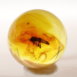 May include: A round, amber-colored sphere with a preserved insect inside. The insect is dark brown and appears to be a fly.