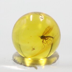 May include: A spherical piece of amber, a translucent yellow colour, with a preserved insect inside. The amber is mounted on a small, circular base. The insect is a dark silhouette with visible wings and legs, encased within the resin.