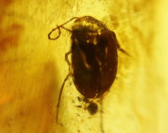 Amber with Rare Bug Insect trapped for Million Years | Fossil Inclusion in Baltic Amber Stone | Certified Baltic Amber
