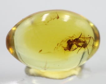 アリ1匹、虫2匹、昆虫1匹が100万年閉じ込められたバルト海産琥珀