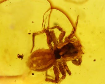 数百万年もの間閉じ込められていたクモ虫入り琥珀 | バルト海産琥珀に