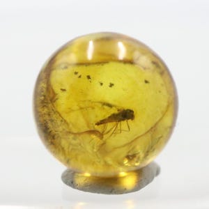May include: A spherical piece of amber, displaying a preserved insect. The insect is a dark shape, encased within the translucent, golden-yellow resin. The orb rests on a small, dark base, a natural fossil specimen.
