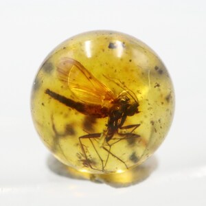 May include: A spherical piece of amber, a golden-yellow resin, with a preserved insect fossil. The insect, with visible wings and legs, is dark brown. The amber is set against a white background.