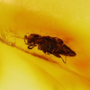 Baltic Amber with Bug Insects trapped for Million Years | Fossil Inclusion in Baltic Amber Stone | Certified Baltic Amber