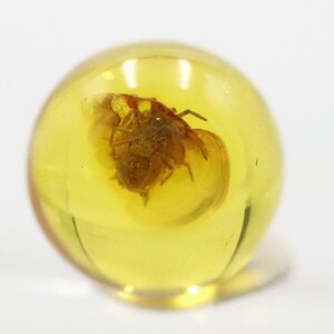 May include: A clear, spherical amber stone with a preserved insect inside. The amber is a translucent yellow colour, and the insect is a dark brown. The amber is sitting on a white surface.