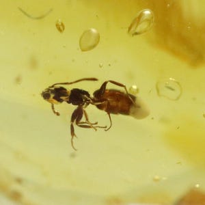 Baltic Amber with Ant Insect trapped for Million Years | Fossil Inclusion in Baltic Amber Stone | Certified Baltic Amber