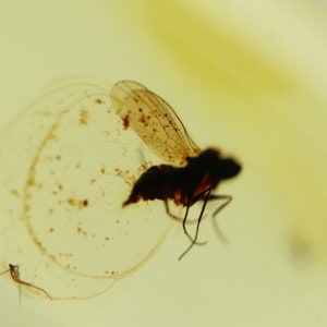 Baltic Amber with Insect trapped for Million Years | Fossil Inclusion in Baltic Amber Stone | Certified Baltic Amber