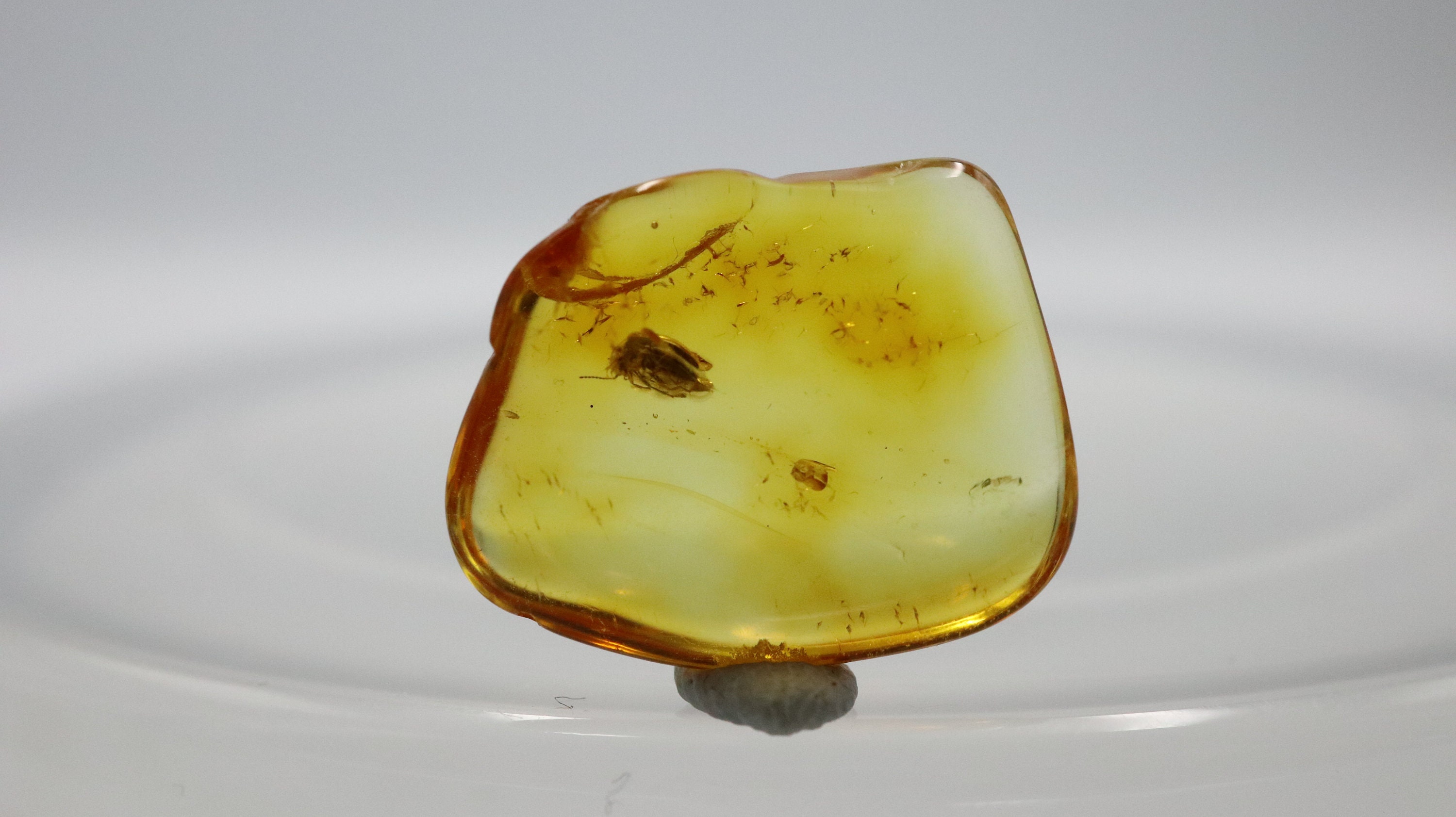 Amber With Rare Bug Insect Trapped for Million Years