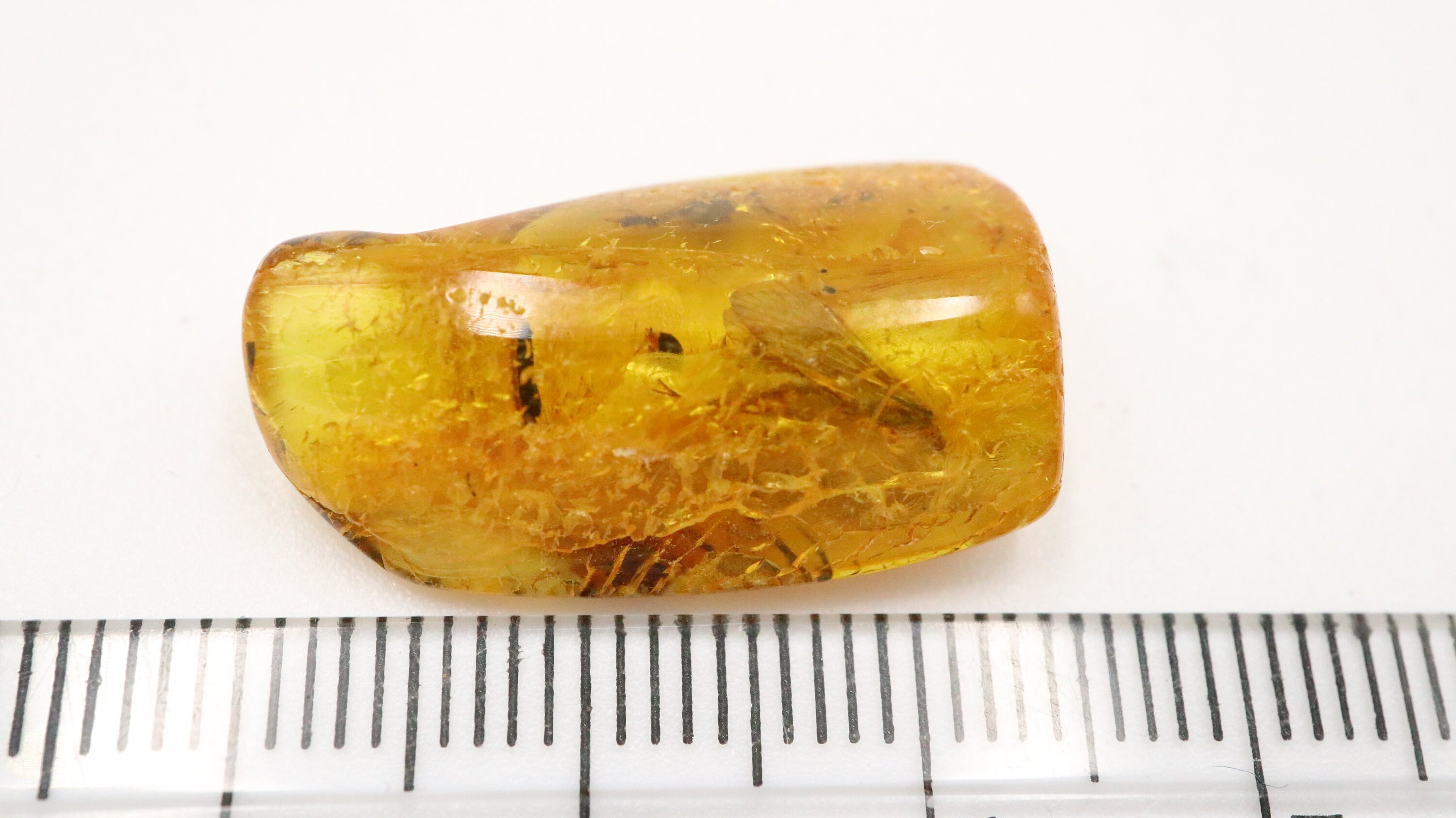 Amber With Rare Insect Trapped for Million Years Fossil - Etsy