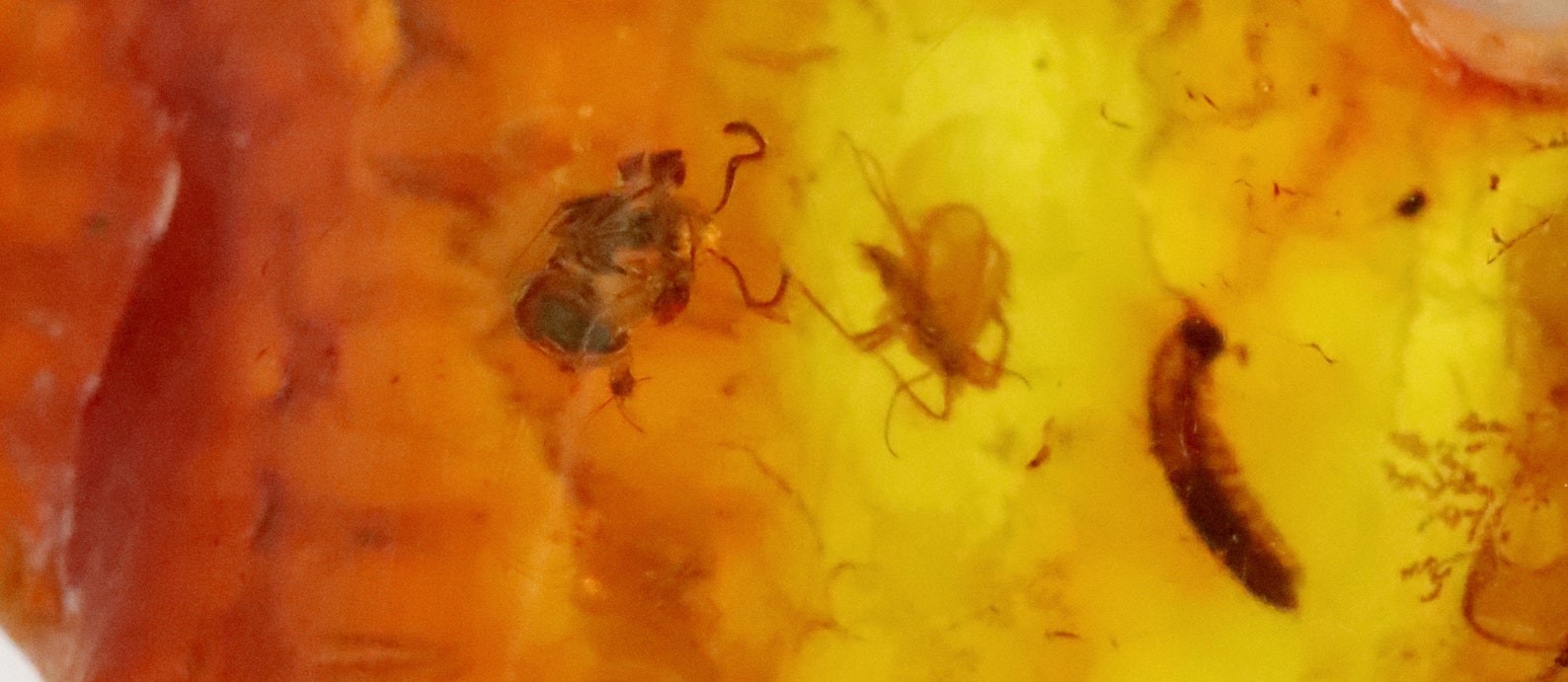 Baltic Amber With Rare Larva and 5 Insects Trapped for Million Years ...