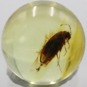 Puede incluir: Un pequeño escarabajo marrón oscuro conservado en ámbar transparente. El escarabajo está colocado boca arriba con las patas extendidas.