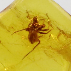 Baltic SMALL Amber with SPIDER Insect trapped for Million Years | Fossil Inclusion in Baltic Amber Stone | Certified Baltic Amber