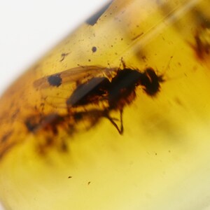 Baltic Amber with Insect trapped for Million Years | Fossil Inclusion in Baltic Amber Stone | Certified Baltic Amber