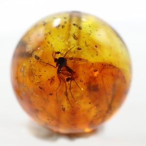 Puede incluir: Una esfera redonda de color ámbar con un insecto preservado en su interior. El insecto es oscuro, con alas y patas visibles. El ámbar tiene una cualidad translúcida, con una mezcla de tonos amarillos y marrones. Pequeñas partículas están suspendidas dentro del ámbar.