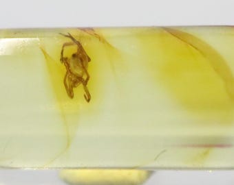 数百万年もの間閉じ込められていたクモ虫入り琥珀 | バルト海産琥珀に