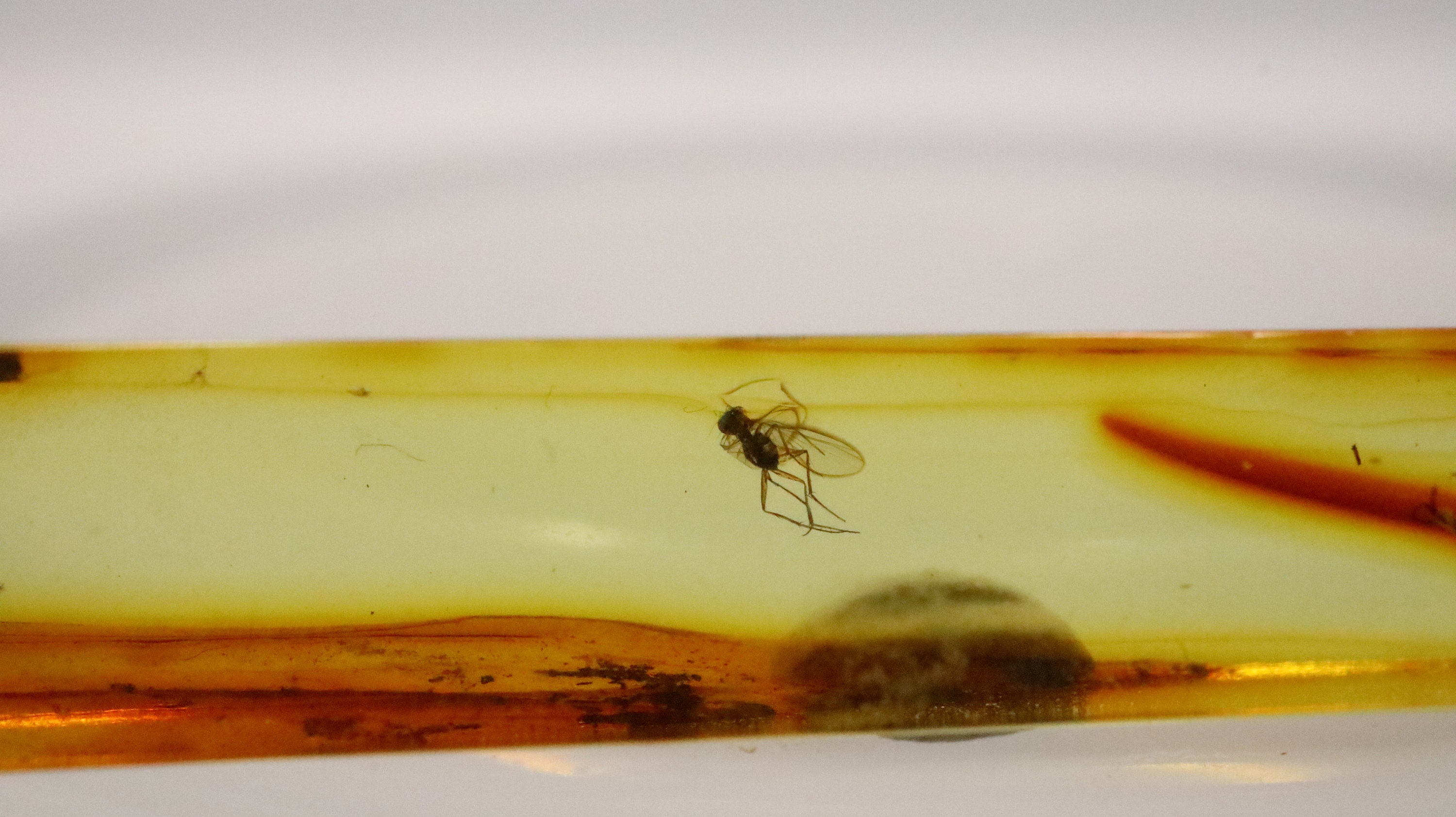 洋楽 bugs in amber rocketship leters Bugs In Amber - 