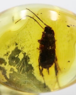 数百万年もの間閉じ込められていた珍しいゴキブリの入った琥珀