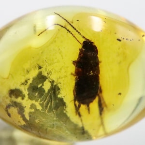 Può includere: Un piccolo insetto marrone scuro conservato in una pietra di ambra gialla trasparente. L'insetto ha lunghe gambe sottili e antenne.