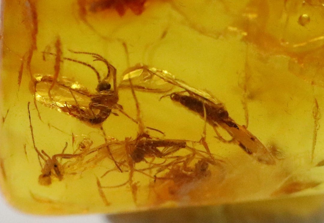 Baltic Amber With 10 Insects Trapped for Million Years | Fossil ...