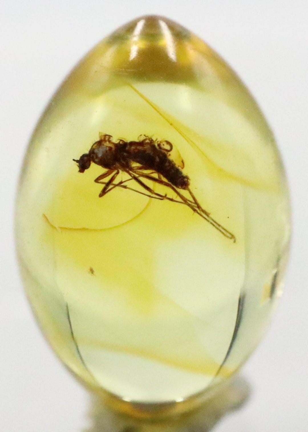 Amber With Insect Trapped for Million Years | Fossil Inclusion in ...
