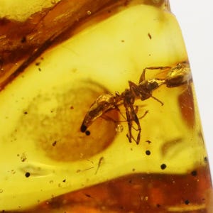 Baltic Amber with Ant Insect trapped for Million Years | Fossil Inclusion in Baltic Amber Stone | Certified Baltic Amber