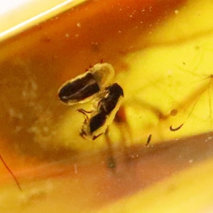 Baltic Amber with 5 Insects trapped for Million Years | Fossil Inclusion in Baltic Amber Stone | Certified Baltic Amber
