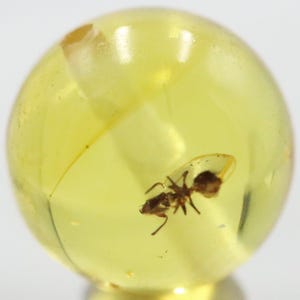 May include: A spherical piece of amber, a translucent yellow-orange colour, encasing a preserved ant. The ant is a dark brown, and its form is clearly visible within the amber. The amber appears polished and smooth.