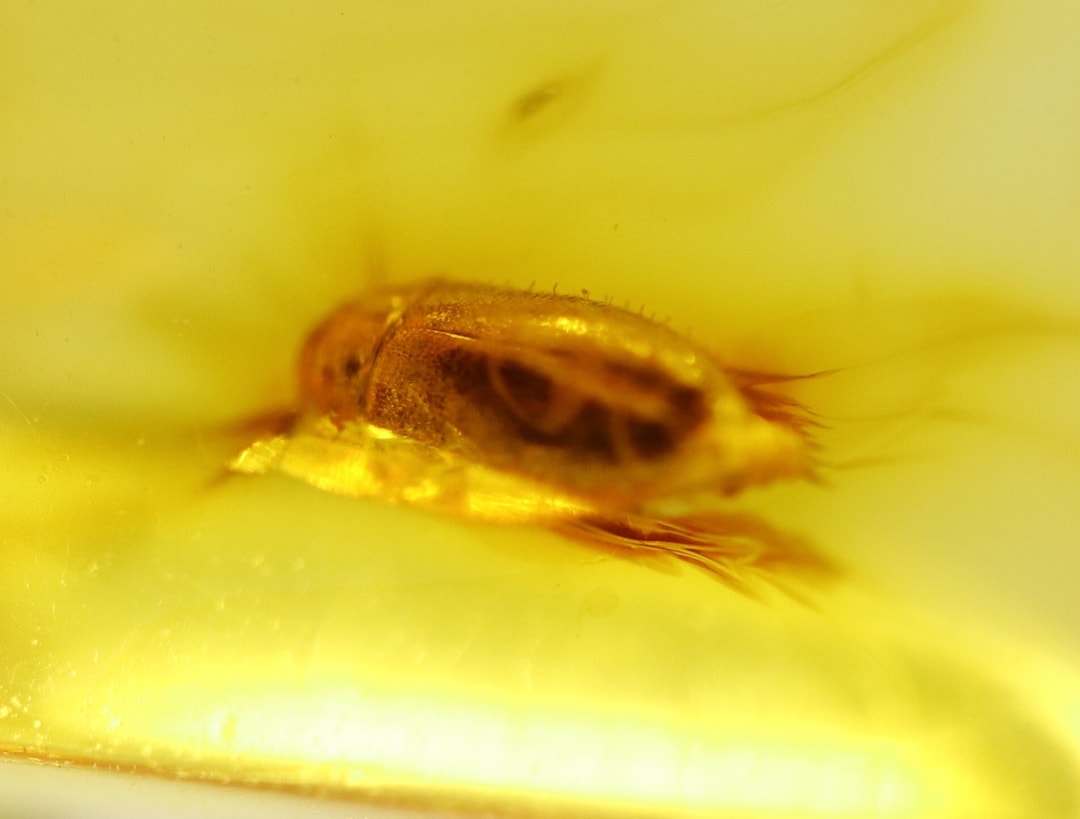 Amber With Rare Bug Insect Trapped for Million Years | Fossil Inclusion ...