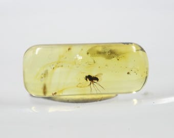 Cylindrical Amber with an Insect NOT DRILLED trapped for Million Years | Fossil Inclusion in Baltic Amber Stone | Certified Baltic Amber