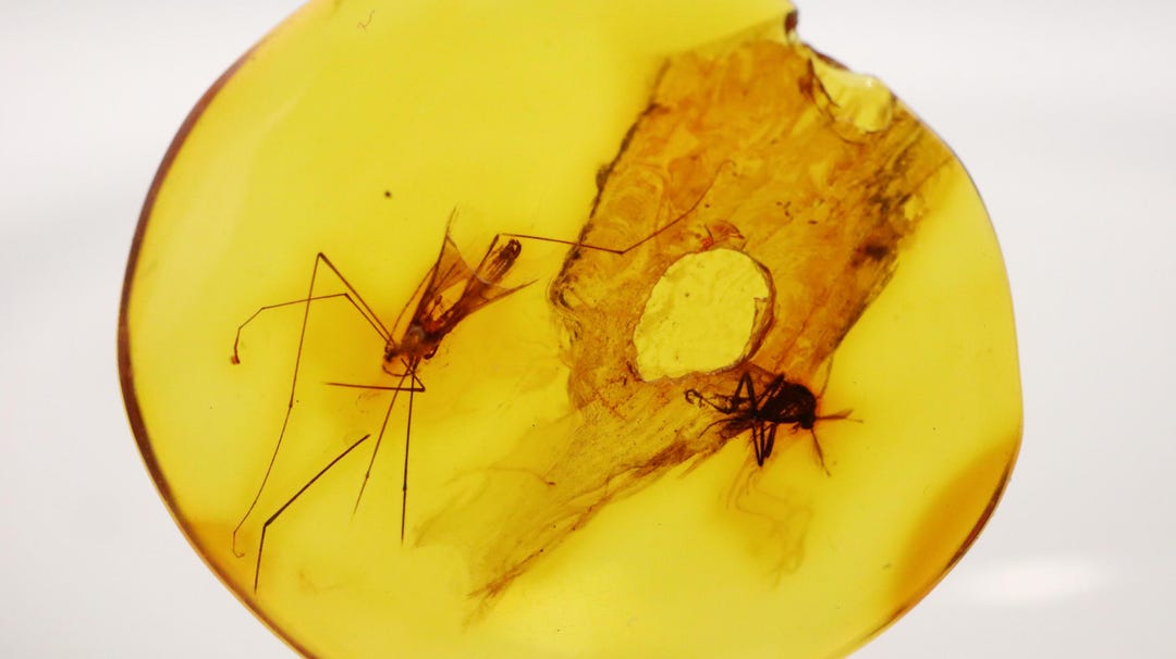 Amber With 2 Insects Trapped for Million Years | Fossil Inclusion in ...