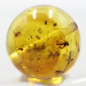 Puede incluir: Una esfera de ámbar transparente de color amarillo-anaranjado, con un insecto preservado en su interior. El insecto es negro. El ámbar se presenta sobre un fondo blanco.
