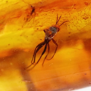 Baltic Amber with 5 Insects trapped for Million Years | Fossil Inclusion in Baltic Amber Stone | Certified Baltic Amber