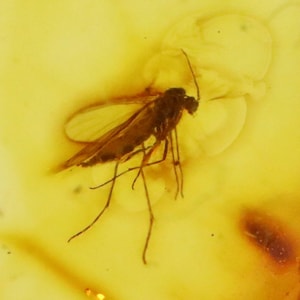 Baltic Amber with Insect trapped for Million Years | Fossil Inclusion in Baltic Amber Stone | Certified Baltic Amber