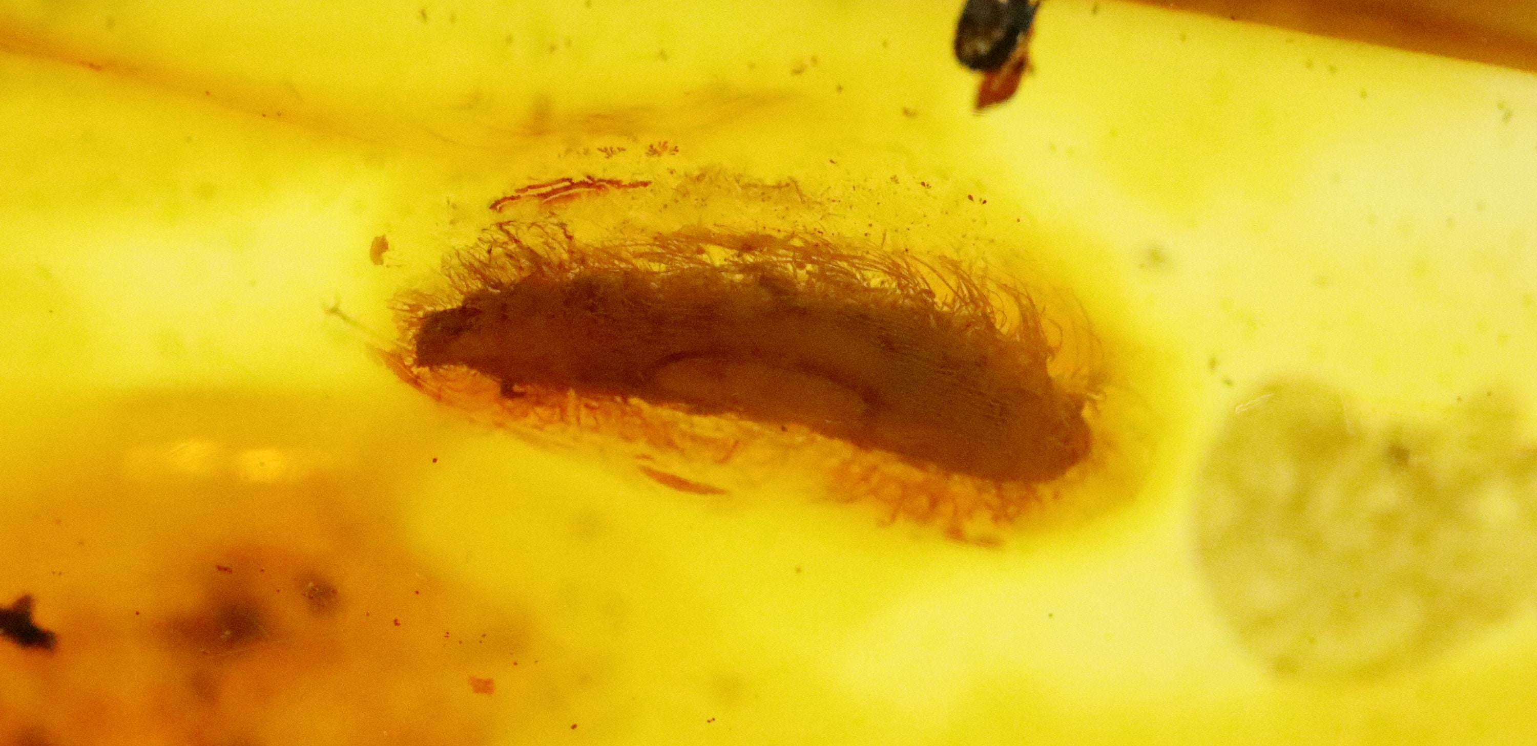 Amber With Rare Larva and 4 Flying Insects Trapped for