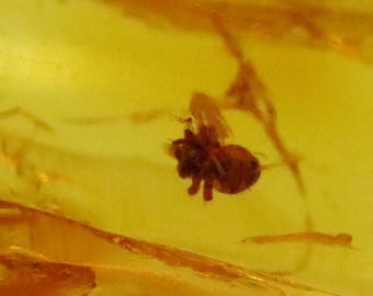 数百万年の間閉じ込められていた珍しい昆虫が入った琥珀 | バルト海産