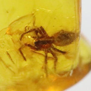 Baltic SMALL Amber with SPIDER Insect trapped for Million Years | Fossil Inclusion in Baltic Amber Stone | Certified Baltic Amber