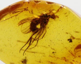 Baltic SMALL Amber With 3 Insects Trapped for Million Years | Fossil ...