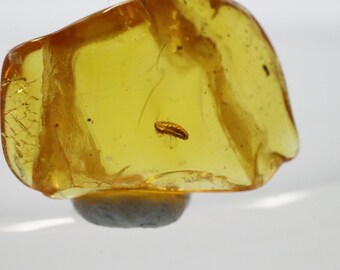 数百万年の間閉じ込められていた珍しい昆虫が入った琥珀 | バルト海産