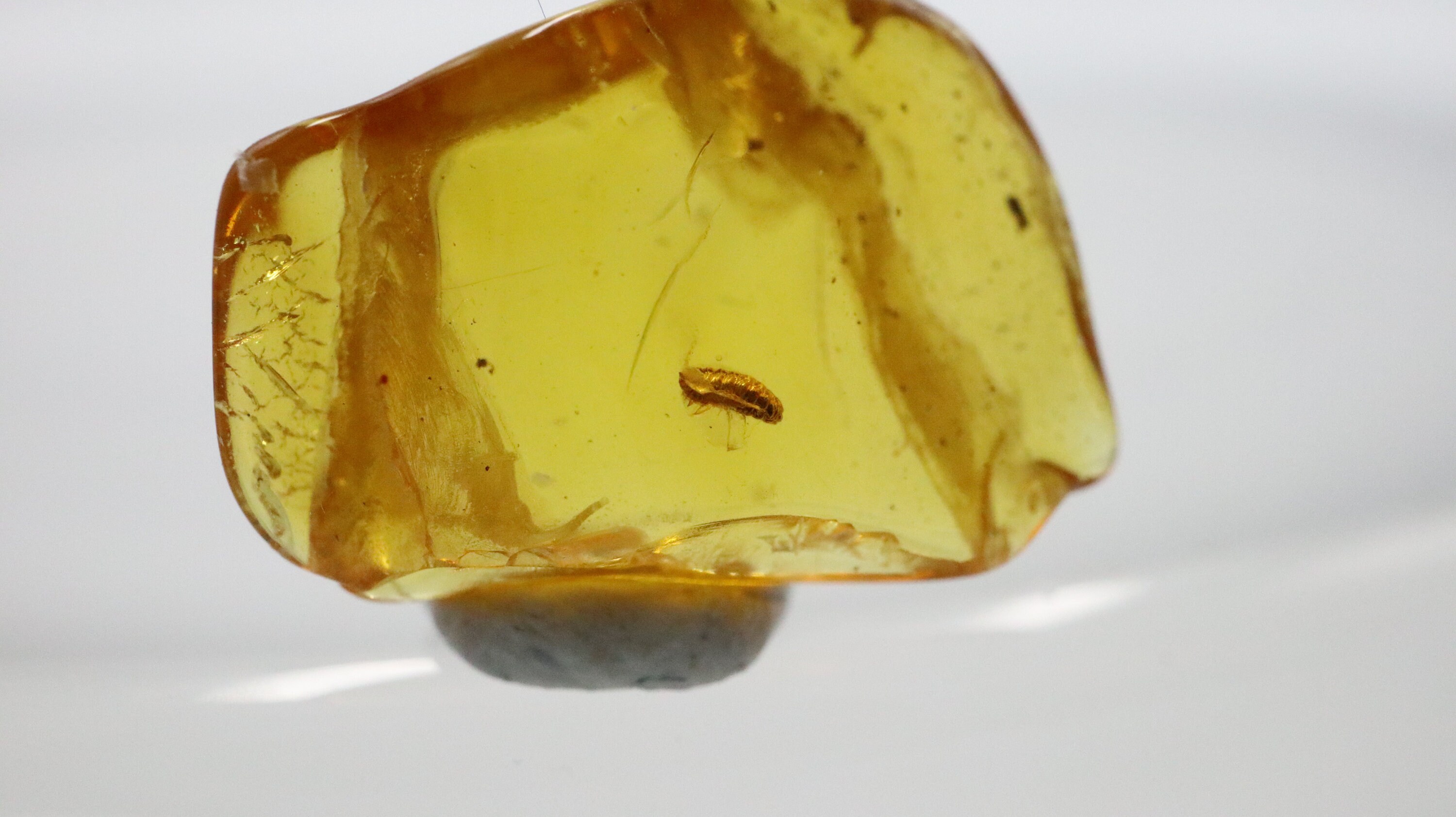 数百万年の間閉じ込められていた珍しい昆虫が入った琥珀 | バルト海産