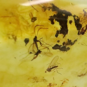 Baltic Amber with 7 Insects trapped for Million Years | Fossil Inclusion in Baltic Amber Stone | Certified Baltic Amber