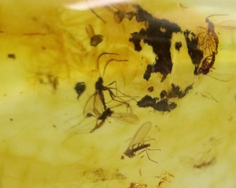希少な絶滅したバッタ科（エルカニダエ科）、ビルマ産琥珀に含まれる