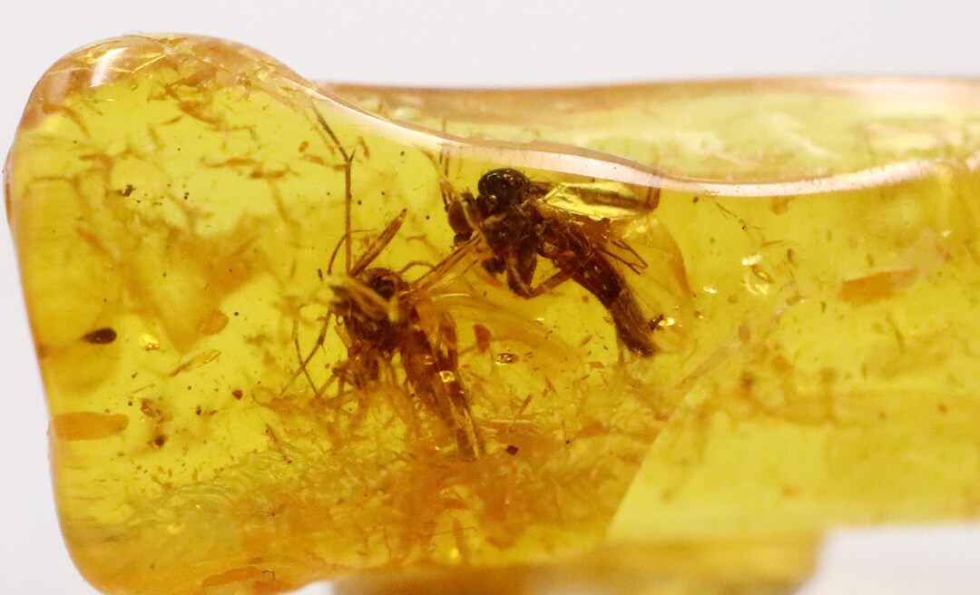 Baltic SMALL Amber With 2 Insects Trapped for Million Years | Fossil ...